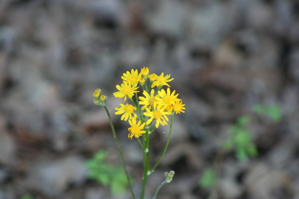 The inflorescence of a woolly ragwort (Packera tomentosa)
